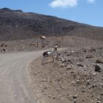 Dzika koza, a raczej kozioł