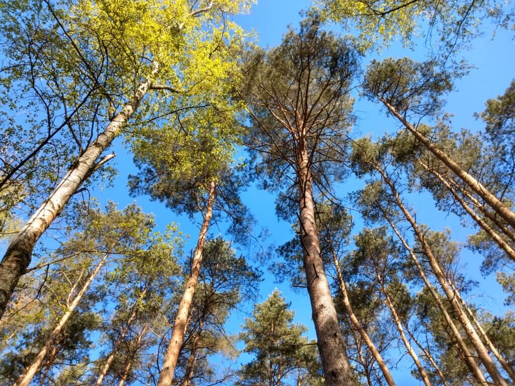 Na szlaku z Voyager Group - Puszcza Zielonka