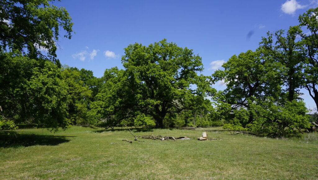 Na szlaku z Voyager Group - Łęgi Rogalińskie, Na szlaku z Voyager Group – Łęgi Rogalińskie