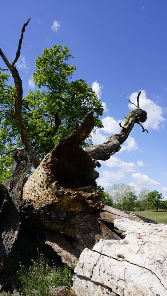 Na szlaku z Voyager Group - Łęgi Rogalińskie, Na szlaku z Voyager Group – Łęgi Rogalińskie