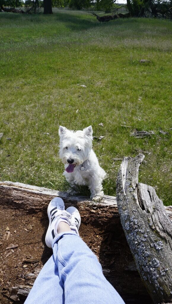 Na szlaku z Voyager Group - Łęgi Rogalińskie, Na szlaku z Voyager Group – Łęgi Rogalińskie