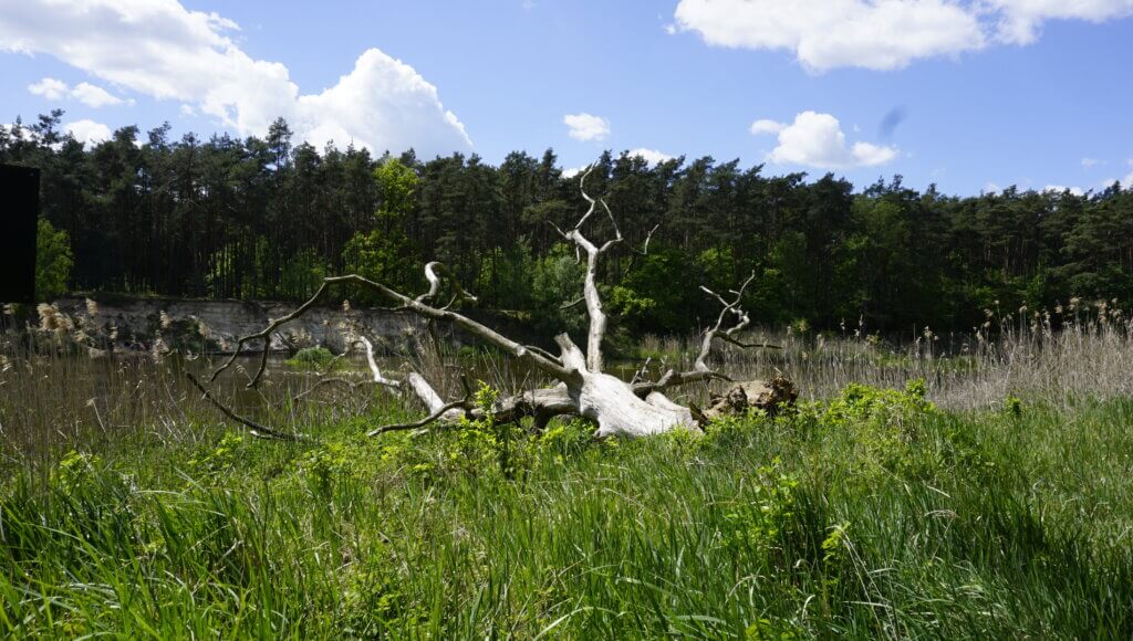 Na szlaku z Voyager Group - Łęgi Rogalińskie, Na szlaku z Voyager Group – Łęgi Rogalińskie