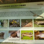 Rozlewisko Doliny Cybiny