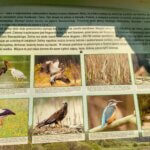 Nad rozlewiskiem Doliny Cybiny