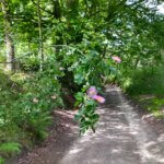 Promno, Na&nbsp;szlaku z&nbsp;Voyager Group &#8211; Park Krajobrazowy Promno